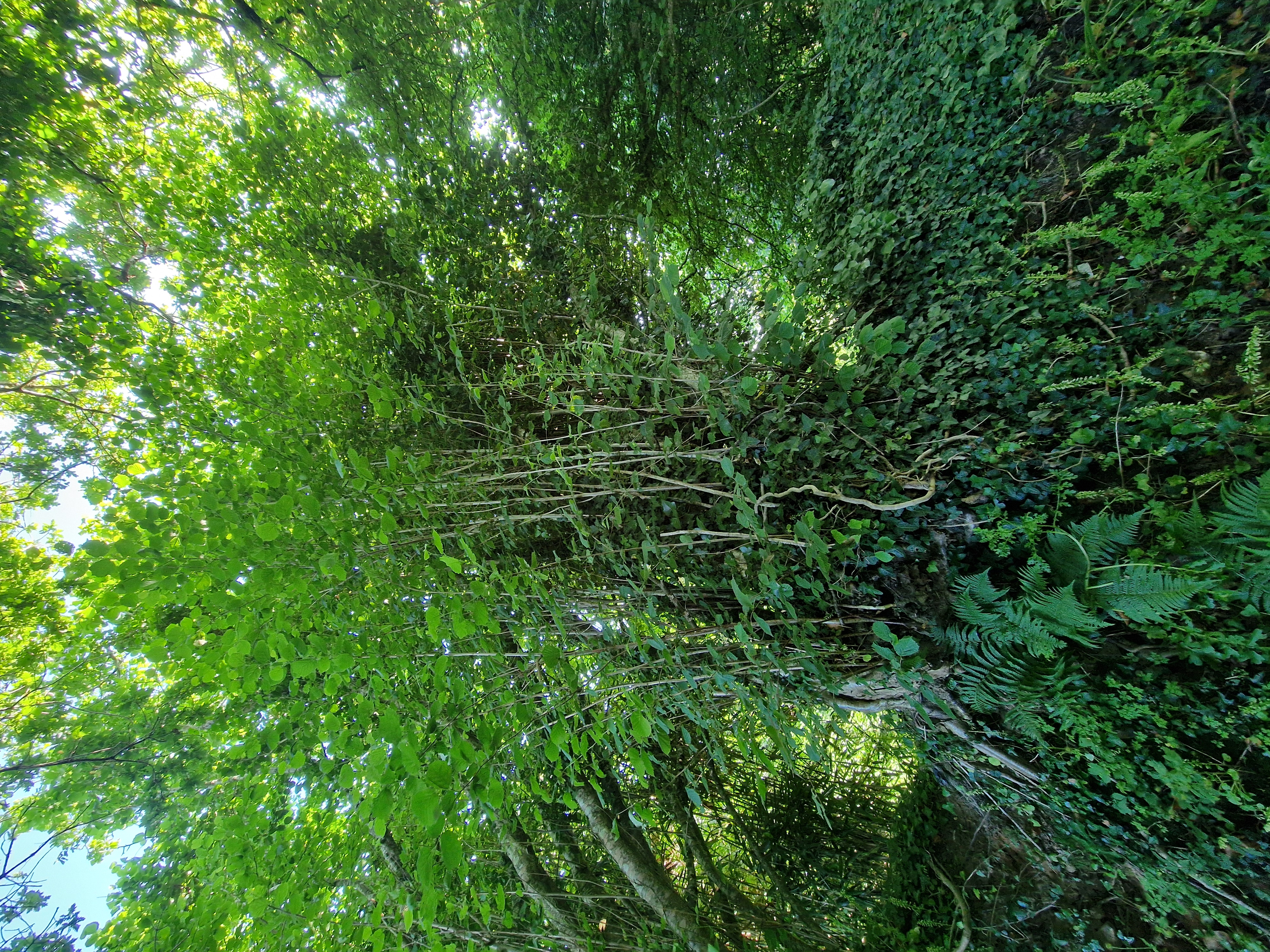 Photo de la trogne Z6CC22A58