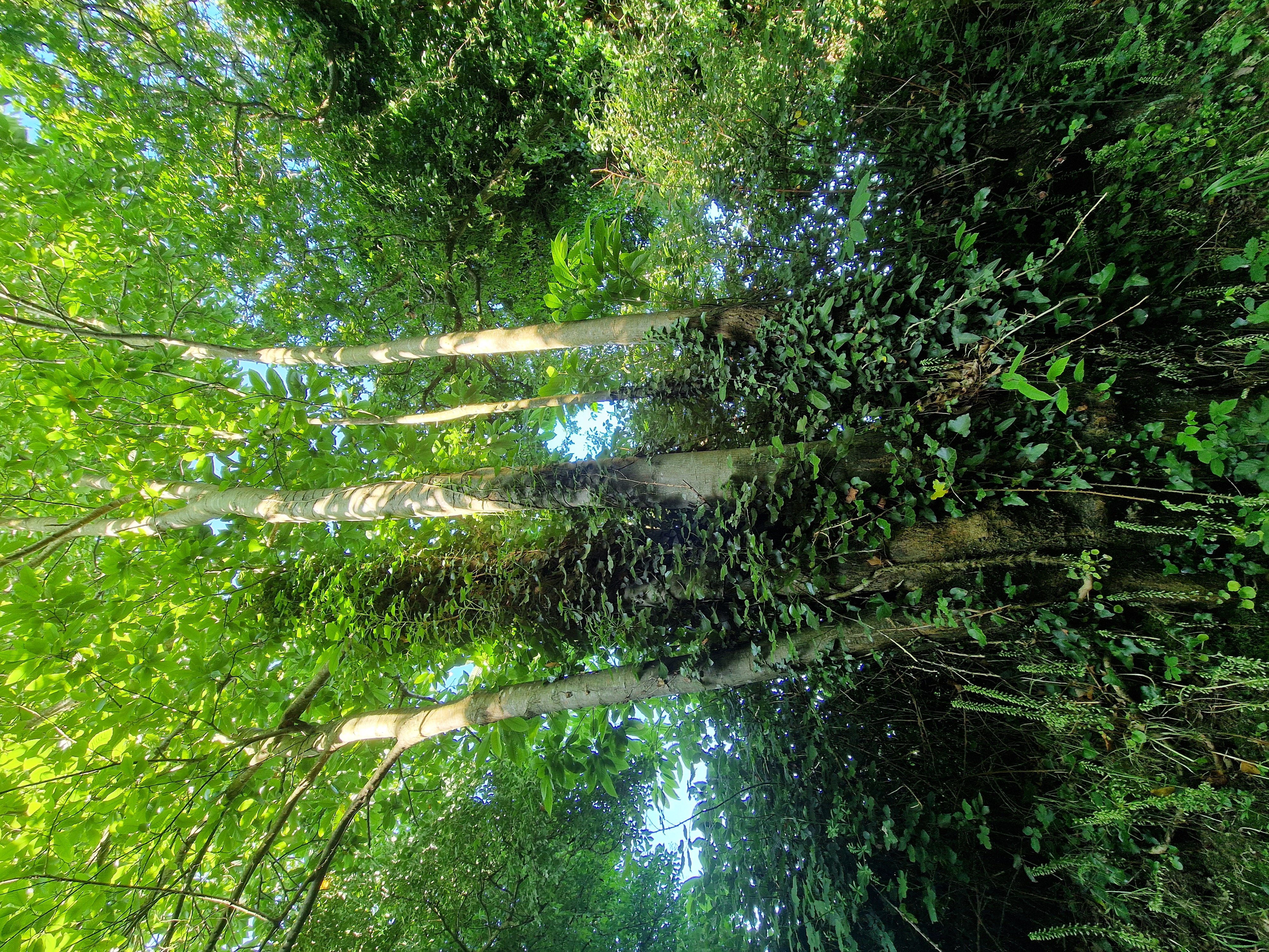 Photo de la trogne Z6CC22A59