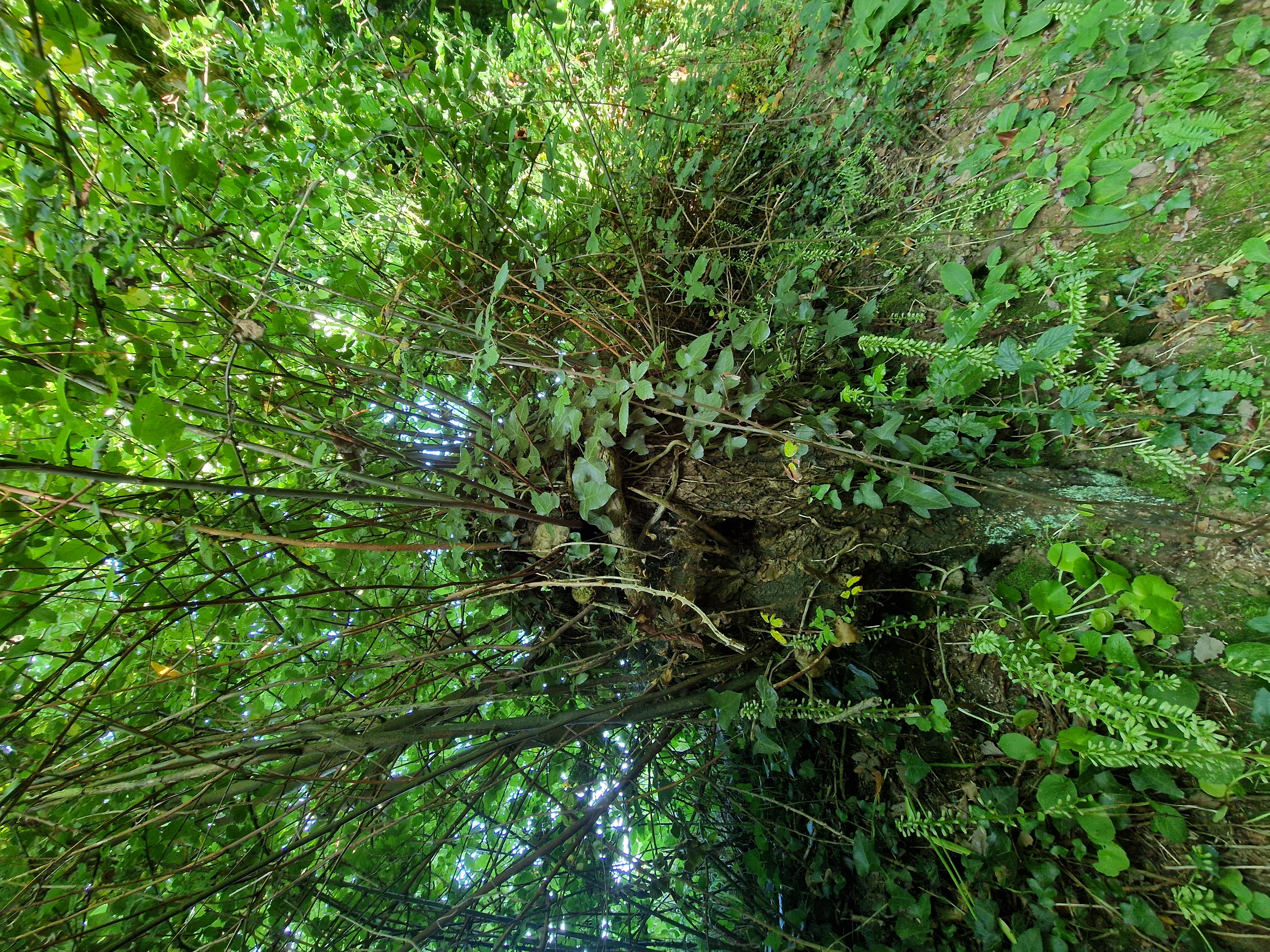 Photo de la trogne Z6CC22A60