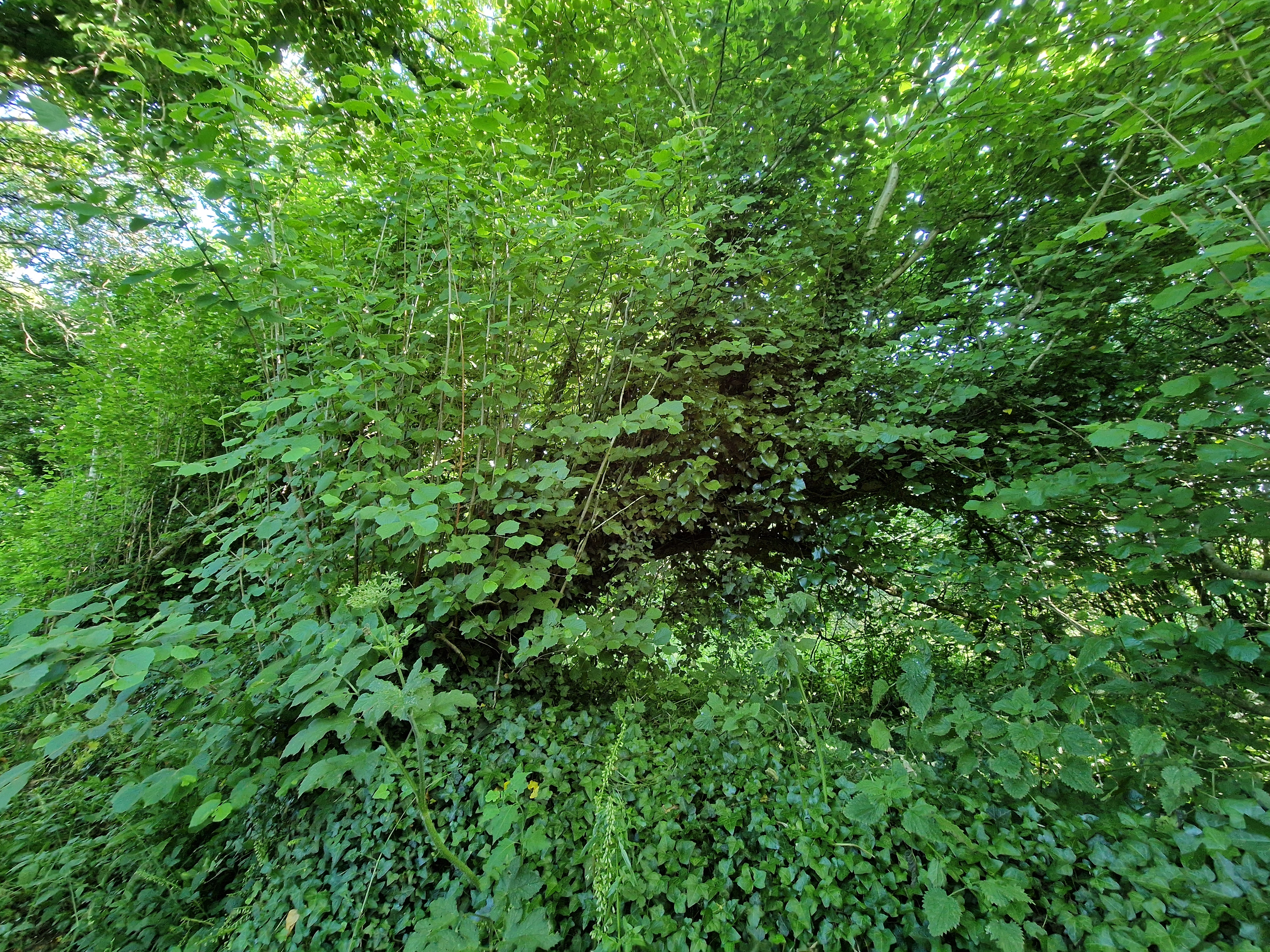 Photo de la trogne Z6CC22A61