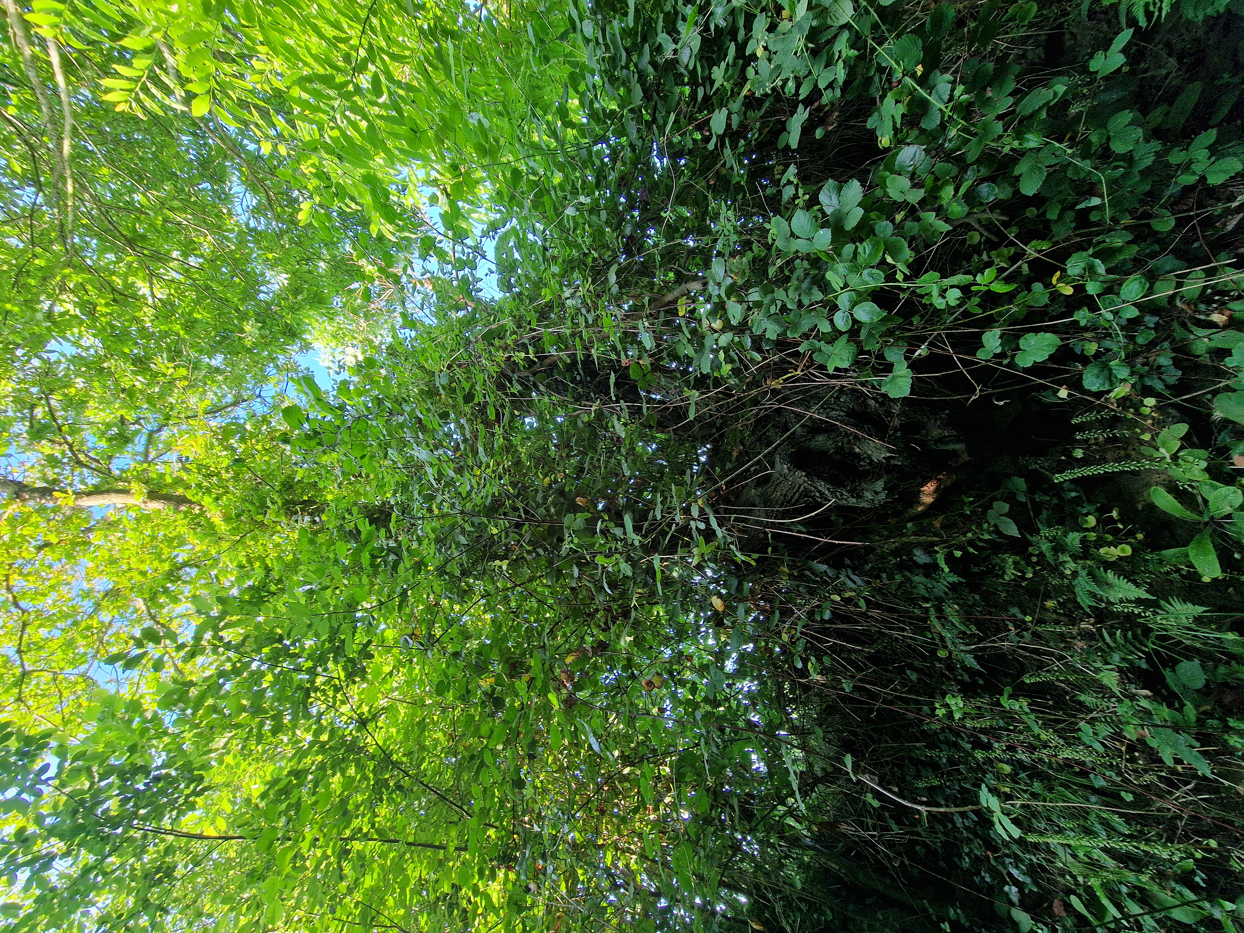 Photo de la trogne Z6CC22A62