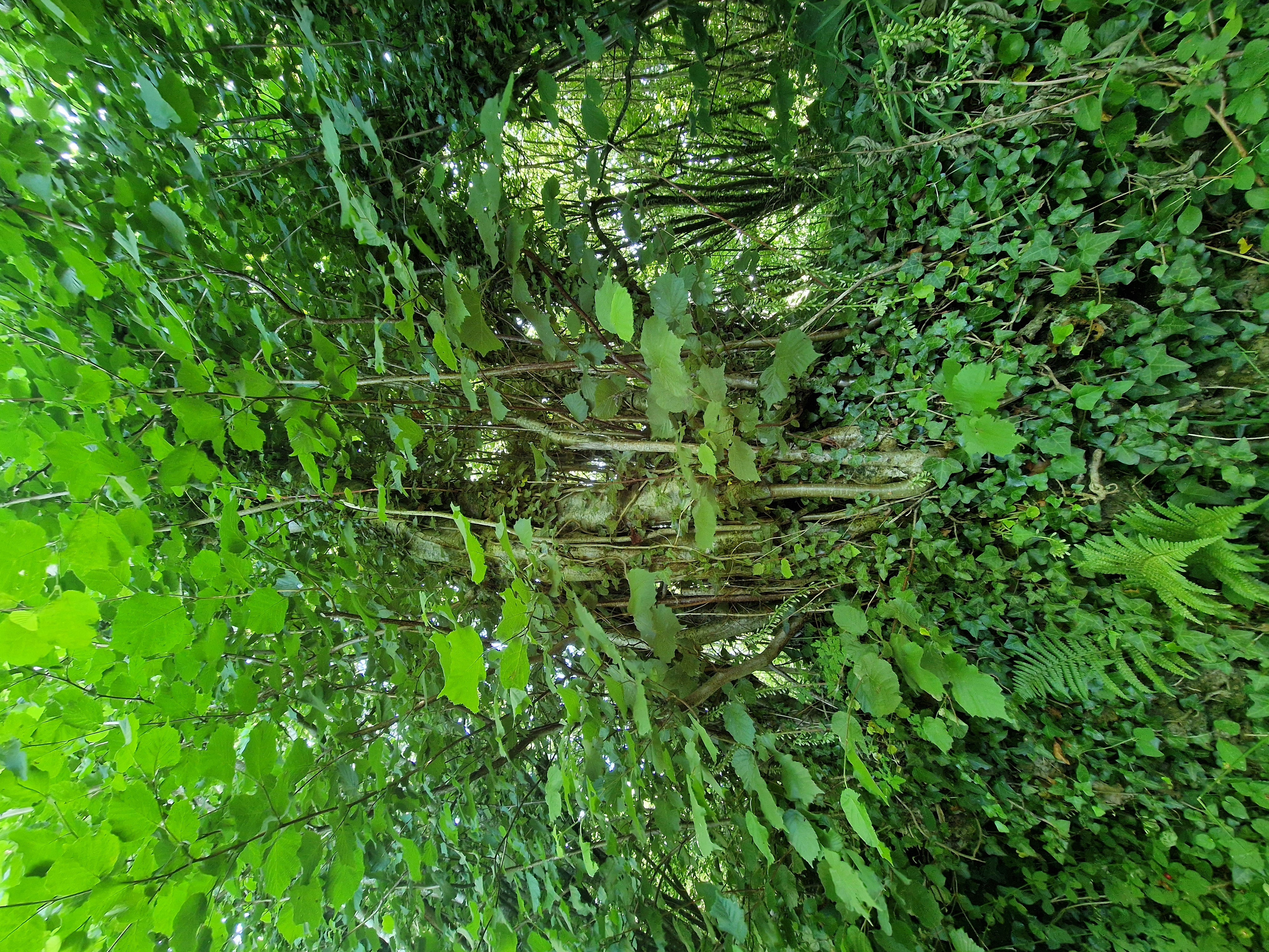 Photo de la trogne Z6CC22A63