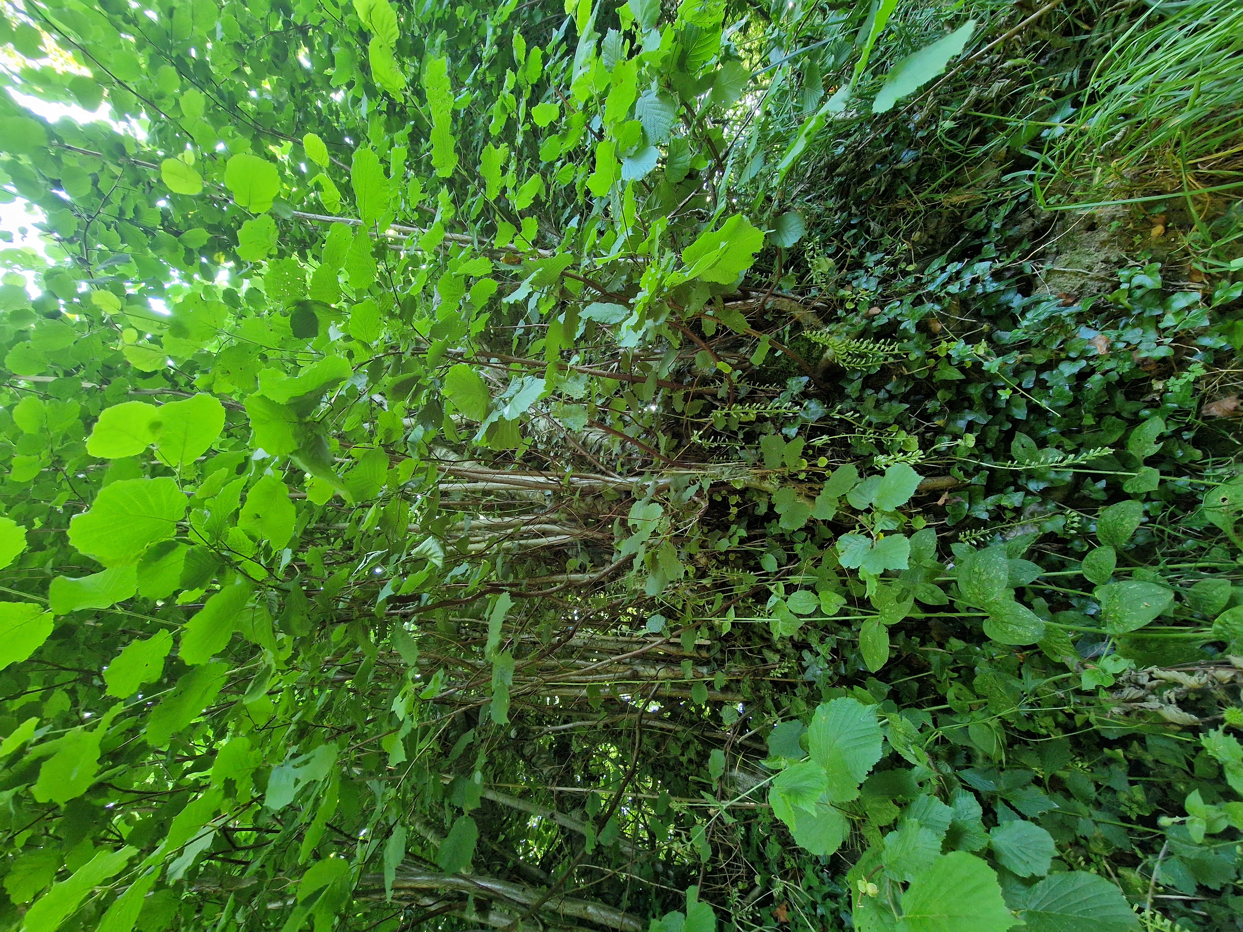 Photo de la trogne Z6CC22A64