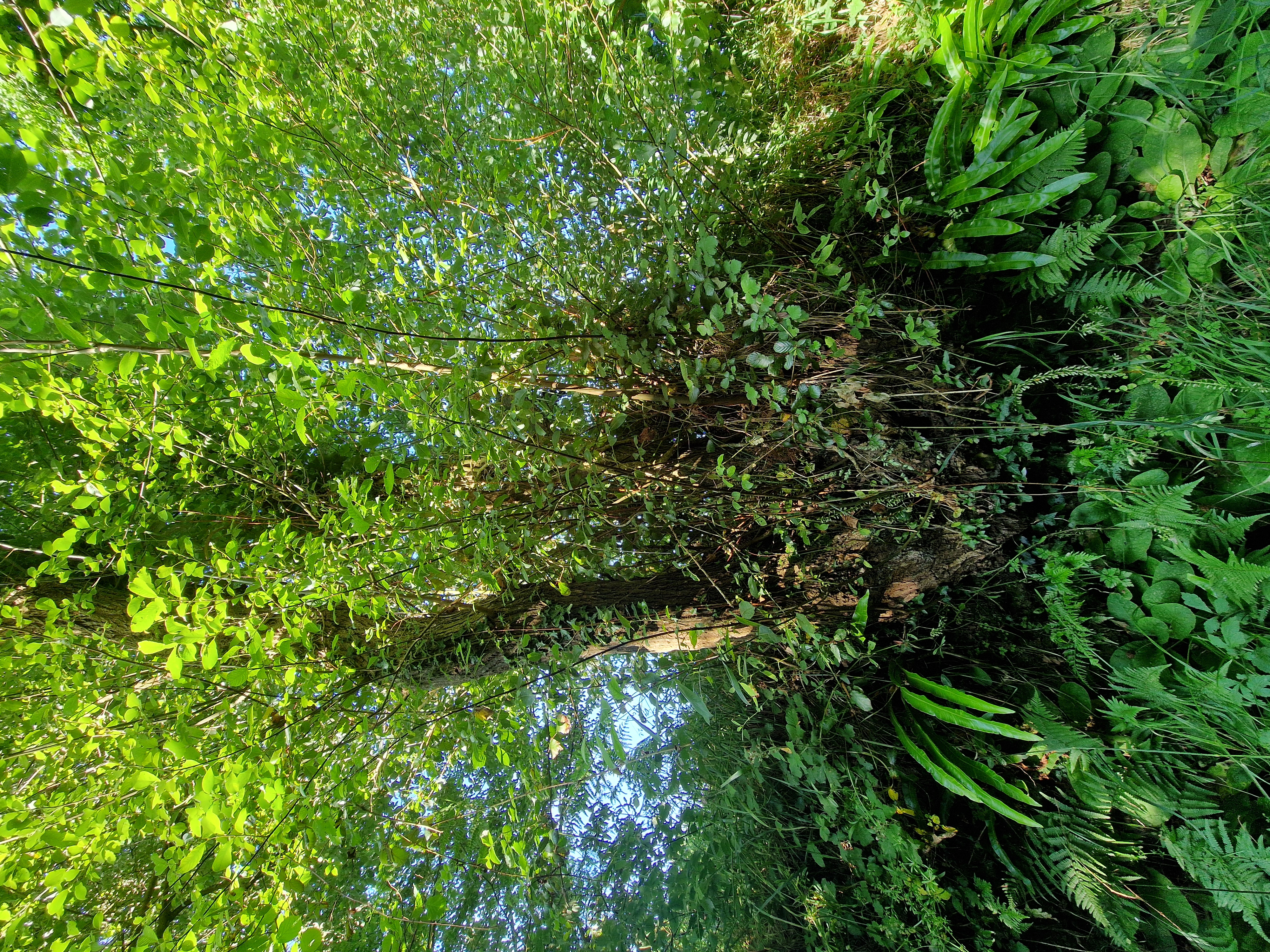 Photo de la trogne Z6CC22A66