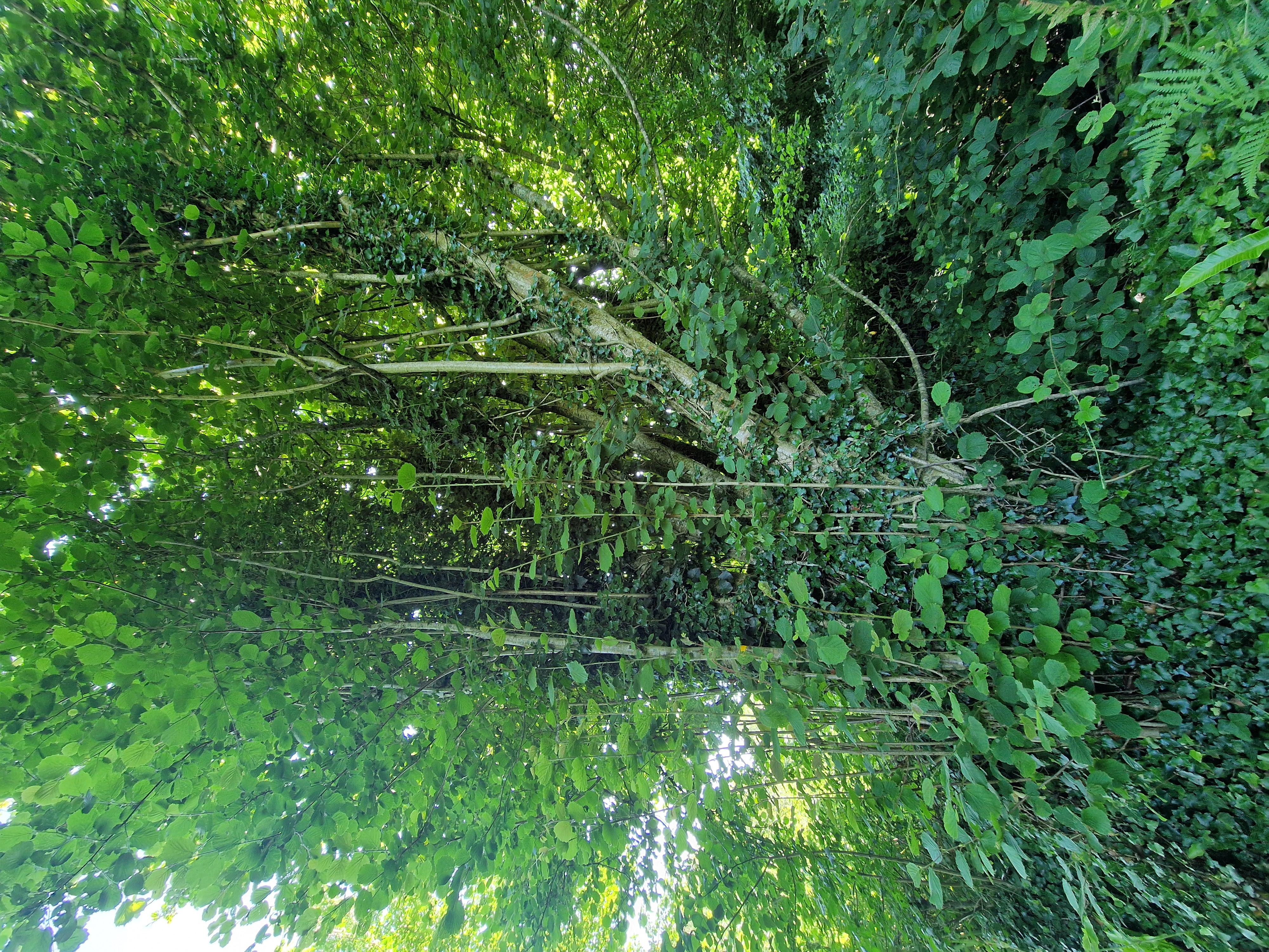 Photo de la trogne Z6CC22A68