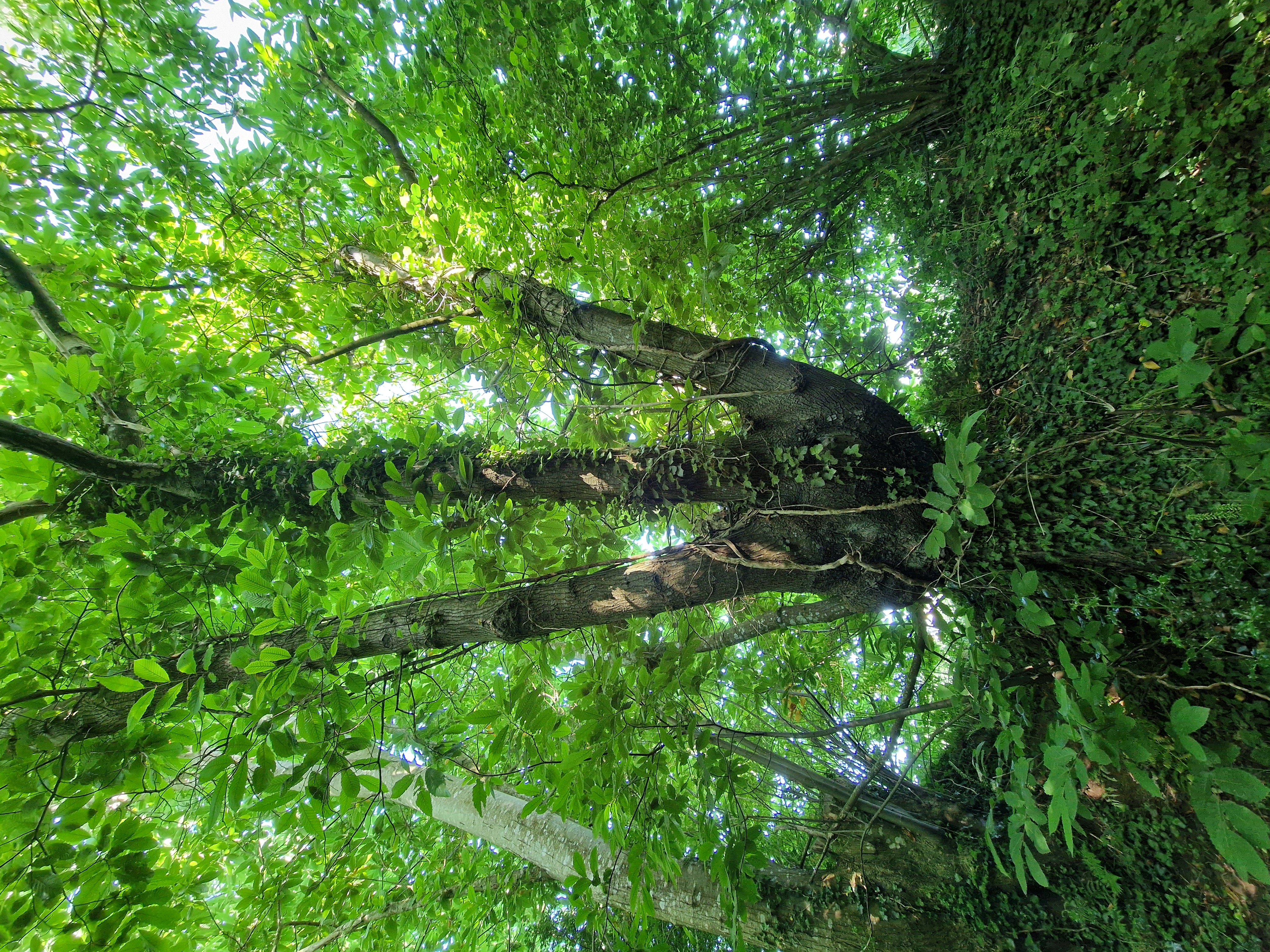 Photo de la trogne Z6CC22A69