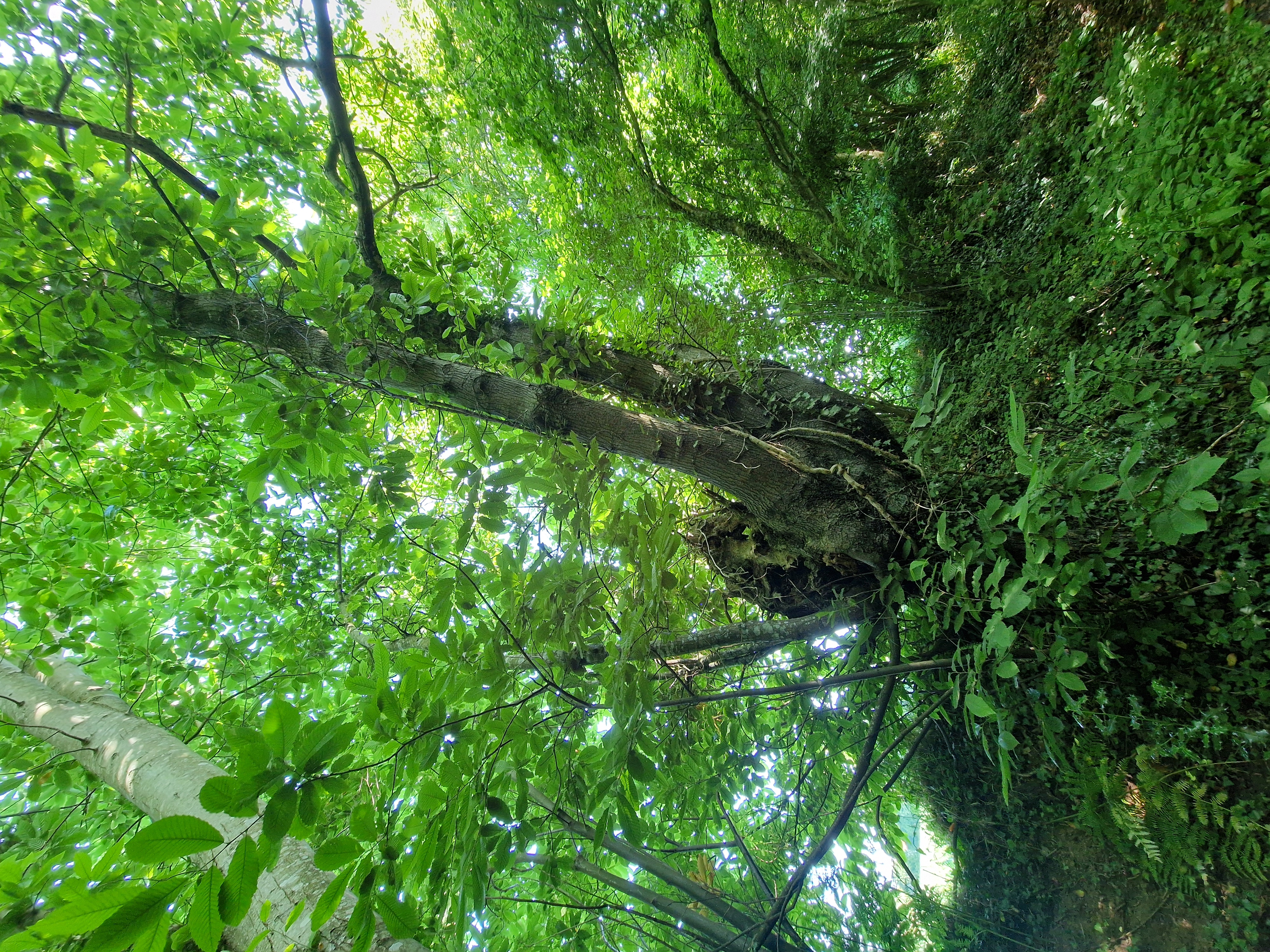 Photo de la trogne Z6CC22A69