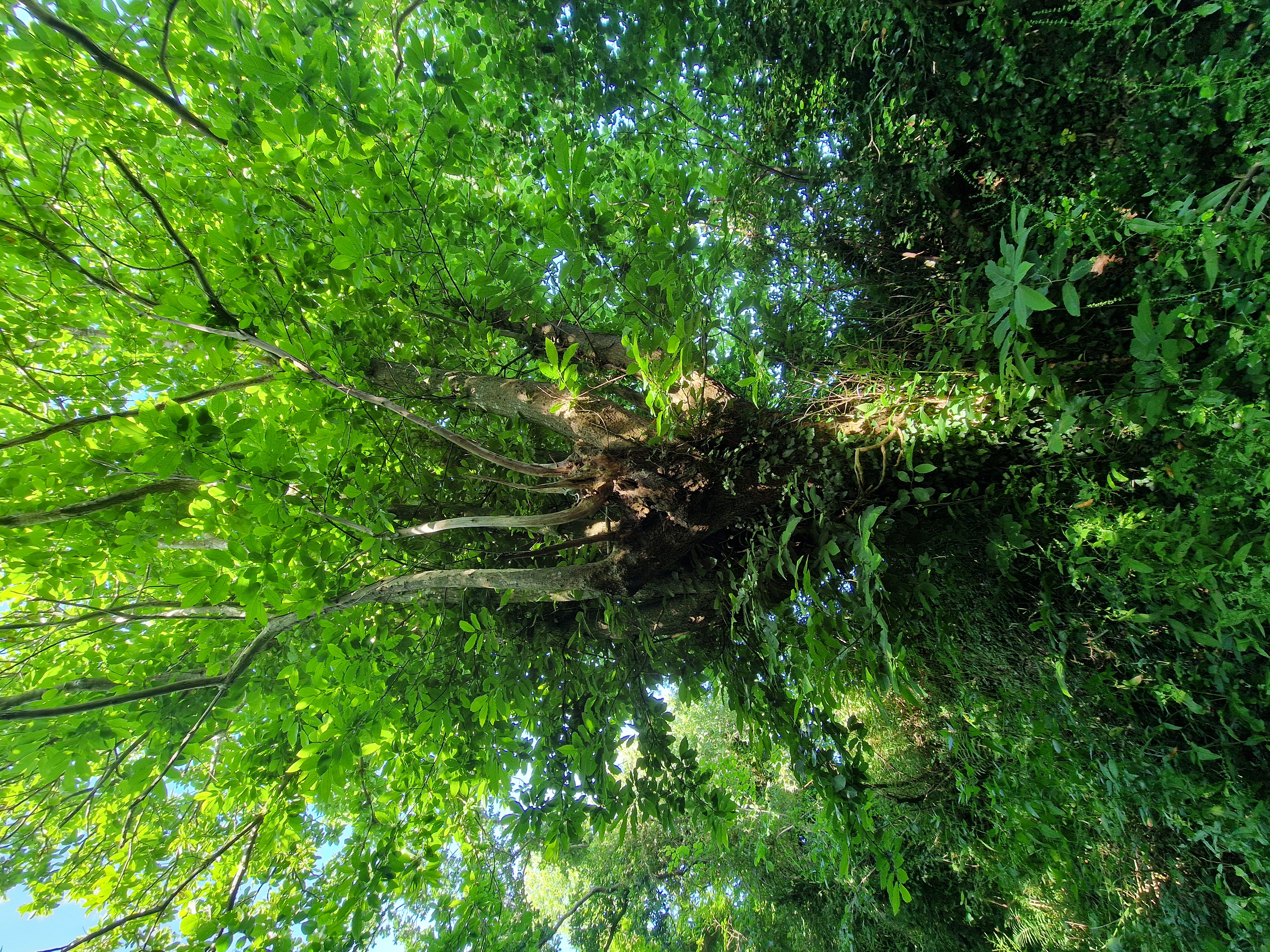 Photo de la trogne Z6CC22A70