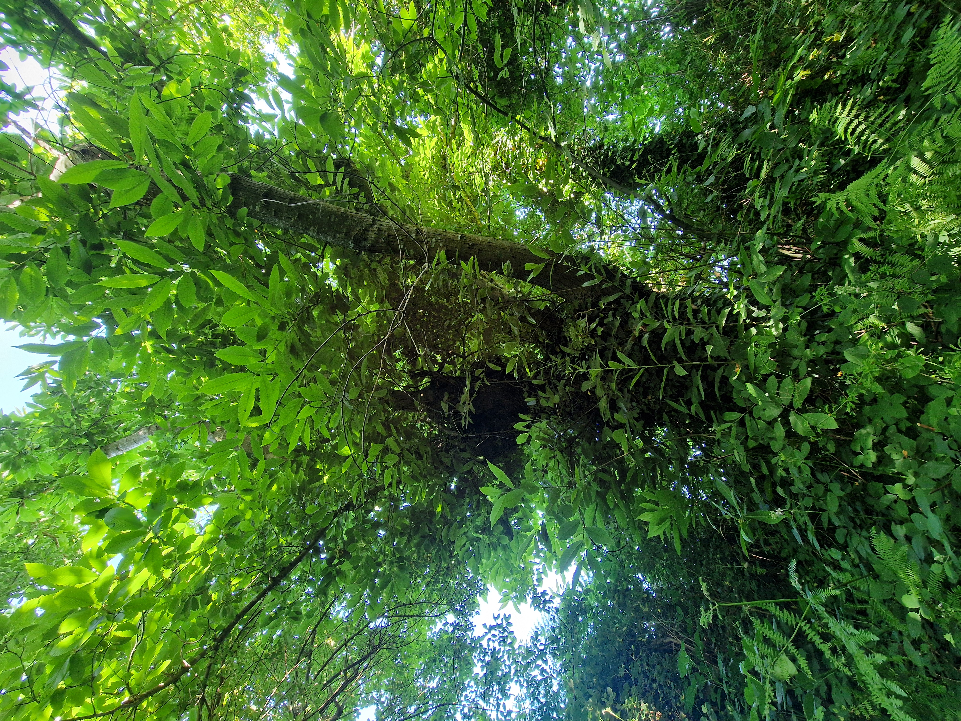 Photo de la trogne Z6CC22A71