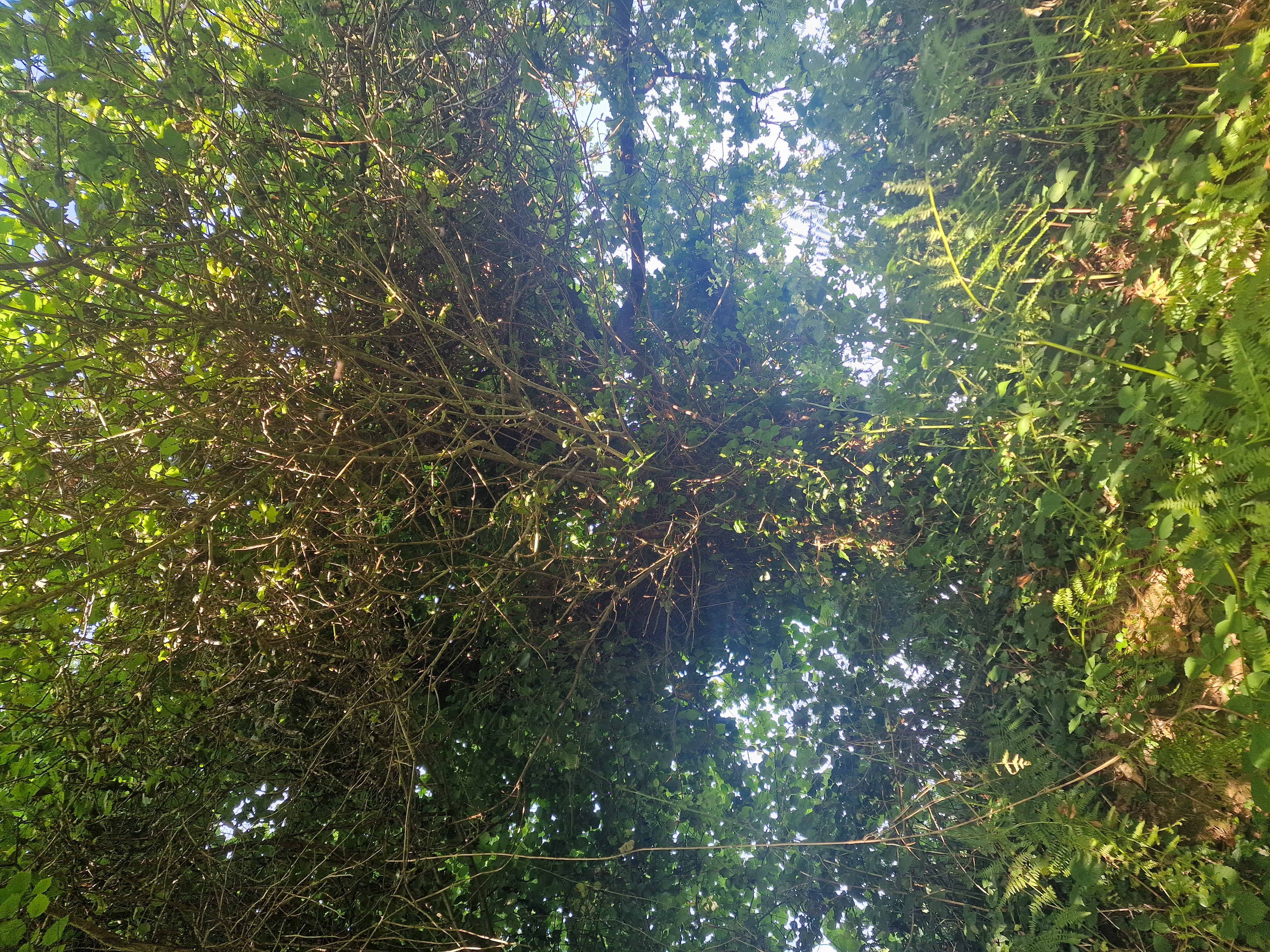 Photo de la trogne Z6CC22A72