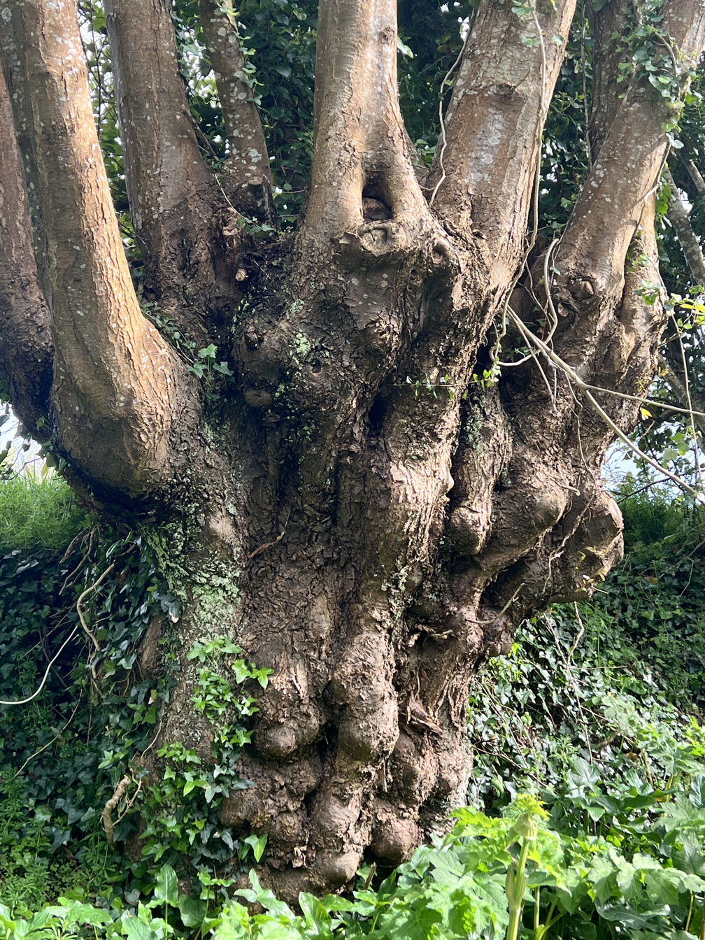 Photo de la trogne Z6HA22A74