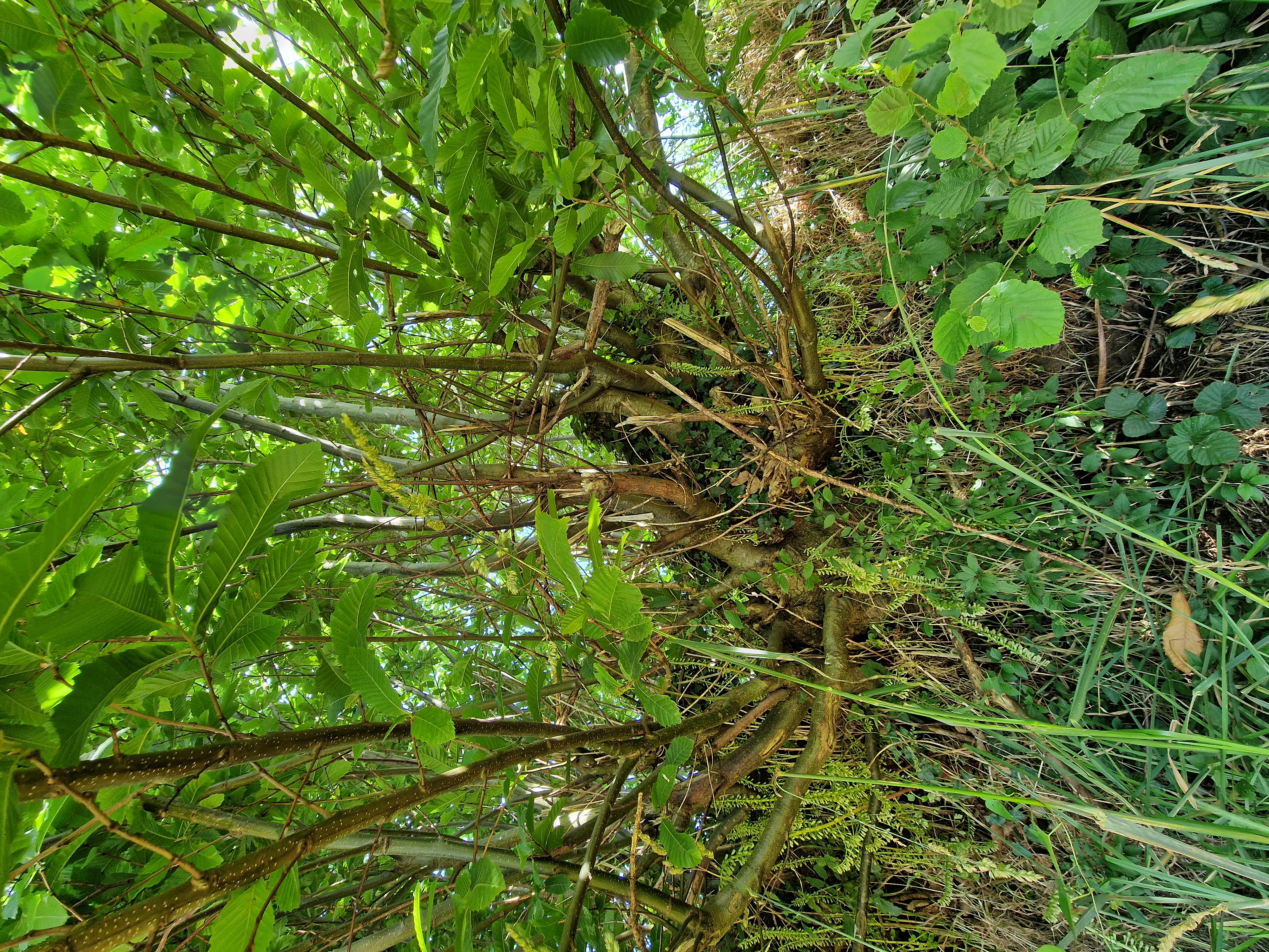 Photo de la trogne Z6HA23A73