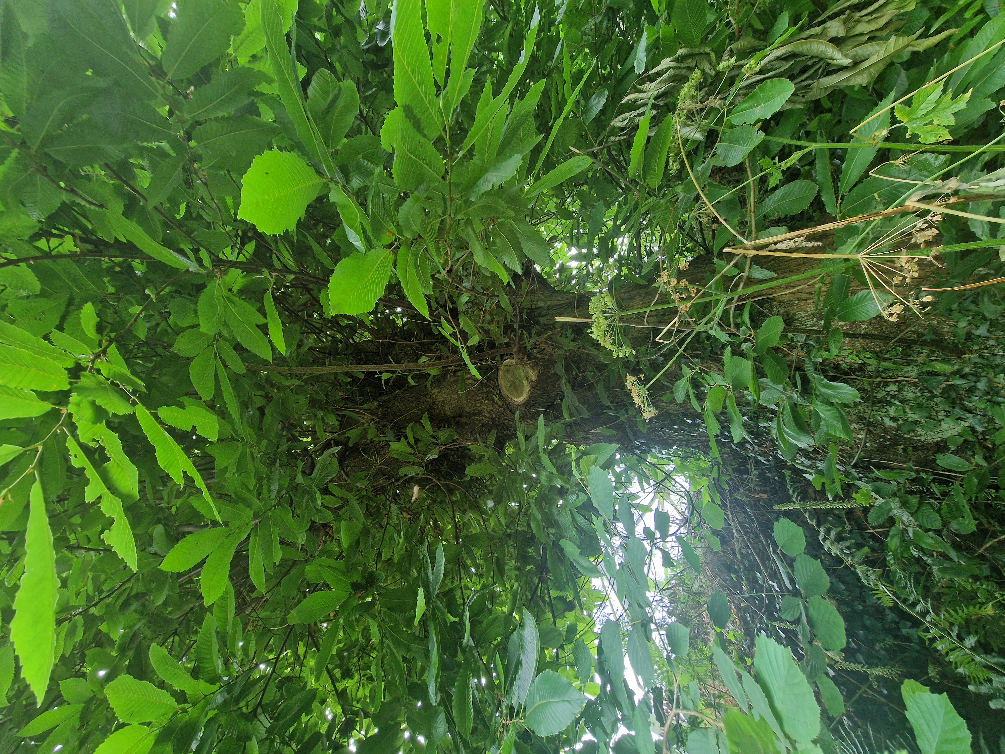 Photo de la trogne ZXHANNA77