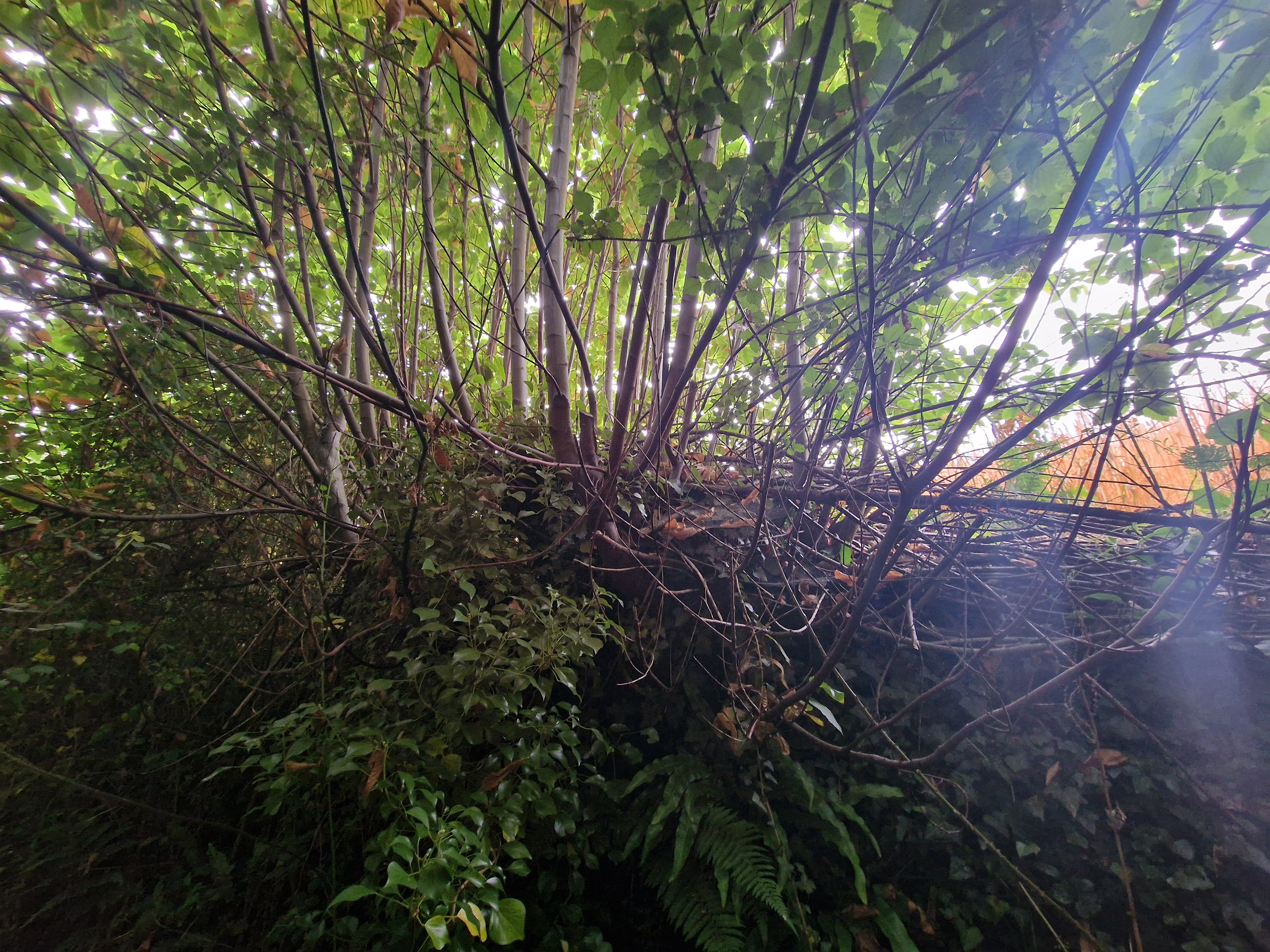 Photo de la trogne ZXHANNA80