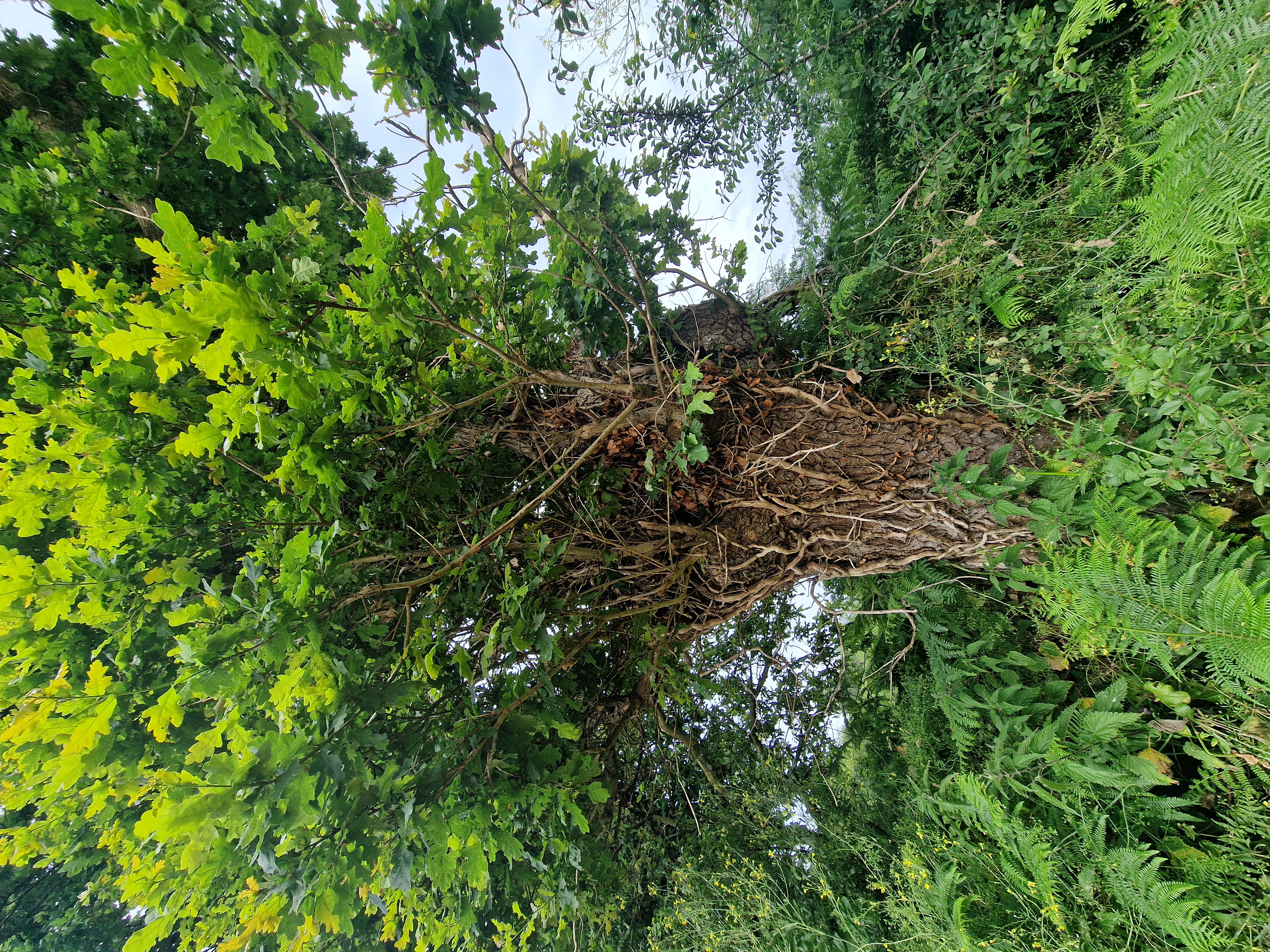 Photo de la trogne ZXHANNA84