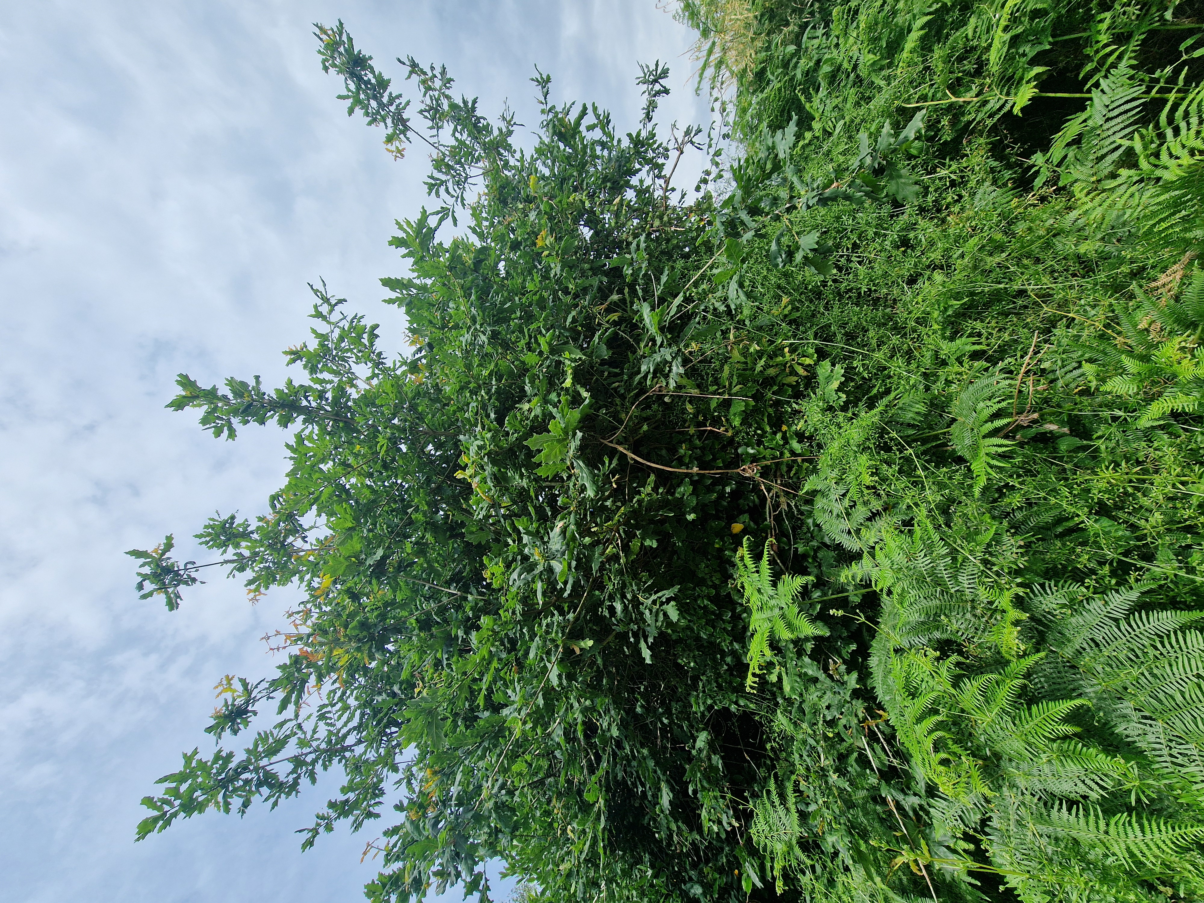 Photo de la trogne ZXHANNA85