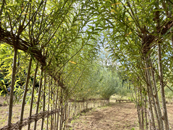 Photo trogne Z1HA00A01