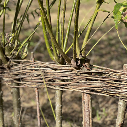 Photo trogne Z1HA00A01