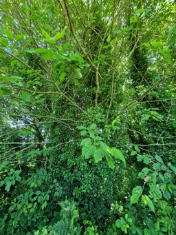 Photo trogne Z1HA01A35