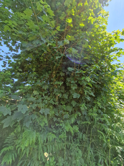 Photo trogne Z1HA01A36