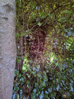 Photo trogne Z1HA02A37