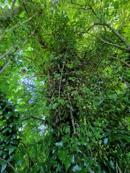 Photo trogne Z1HA02A39