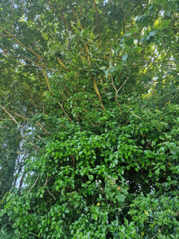 Photo trogne Z1HA02A40