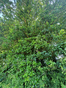 Photo trogne Z1HA02A42