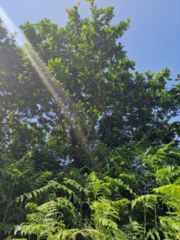 Photo trogne Z2HA05A44