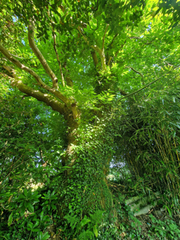 Photo trogne Z4HA13A45