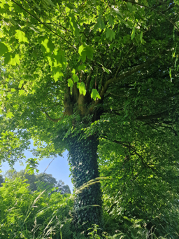 Photo trogne Z4HA14A46