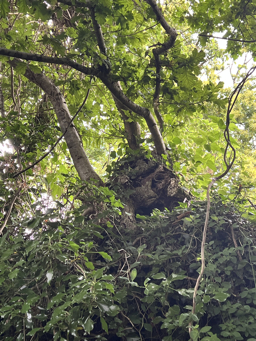 Photo trogne Z5CC01A03