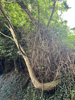 Photo trogne Z5CC01A04