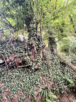 Photo trogne Z5CC01A08