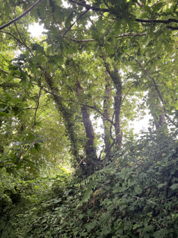 Photo trogne Z5CC01A09