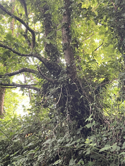 Photo trogne Z5CC01A10