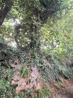 Photo trogne Z5CC01A11