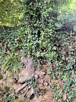 Photo trogne Z5CC01A12