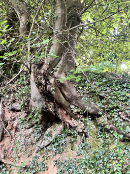 Photo trogne Z5CC01A13