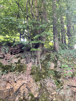 Photo trogne Z5CC01A21