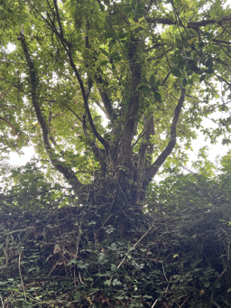 Photo trogne Z5CC01A22