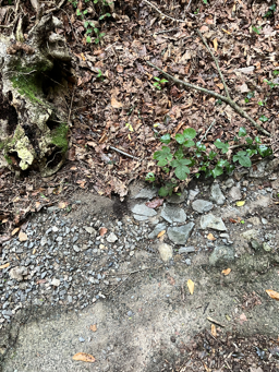 Photo trogne Z5CC01A23