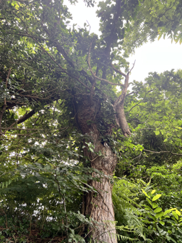 Photo trogne Z5CC01A24