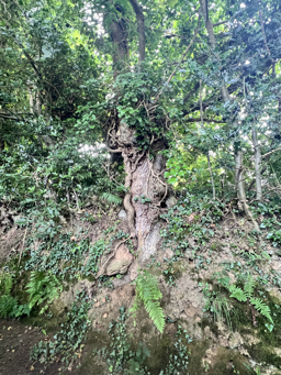 Photo trogne Z5CC01A25