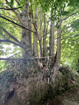 Photo trogne Z5CC01A26