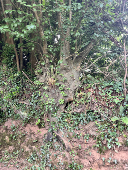 Photo trogne Z5CC01A30