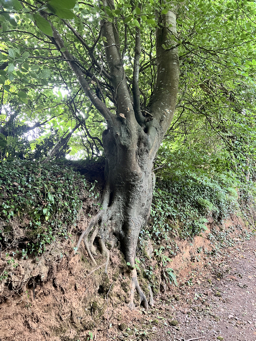 Photo trogne Z5CC01A31