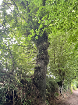 Photo trogne Z5CC01A33