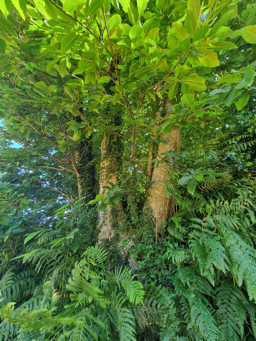 Photo trogne Z5HA16A47