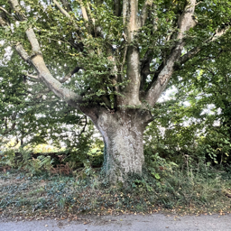 Photo trogne Z5HA17A01